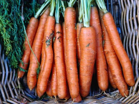Морковь: польза и хранение