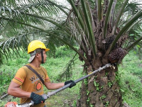 Почему вредно пальмовое масло?