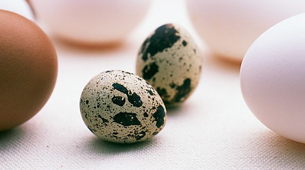 Перепелиные яйца полезней куриных