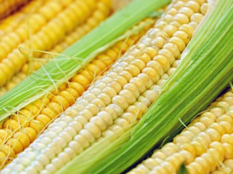 Как быстро сварить вкусную кукурузу